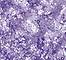 GLIS0036F