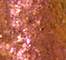 GLIS0099F