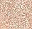 JOCO0030F