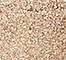 NUST0126F