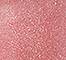 OFRA0477F