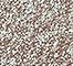 URBA0252F