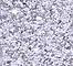 WLOV0040F